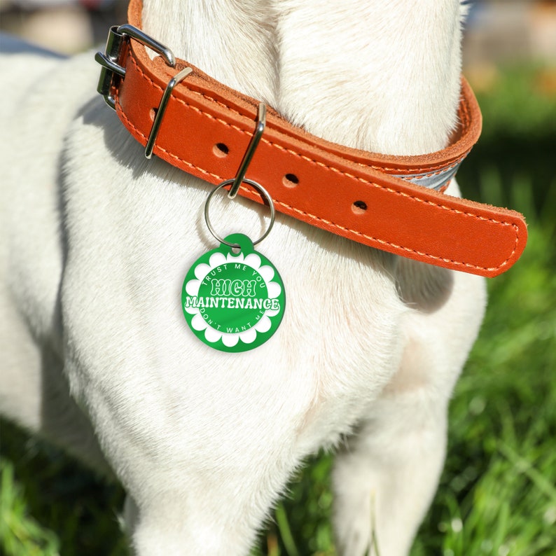 Puede incluir: Un perro blanco con un collar de cuero marr&oacute;n y una etiqueta redonda verde que dice "Conf&iacute;a en m&iacute;, no quieres ser de alto mantenimiento".