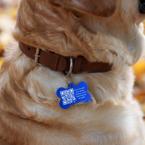 May include: A golden retriever dog wearing a brown leather collar with a blue bone-shaped tag that says "Scan me with your phone camera or QR Code Scanner on Apple".