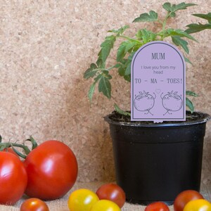 May include: A purple plant marker with the text "MUM I love you from my head TO - MA - TOES!" and two cartoon tomatoes holding hands. The marker is in a black pot with a green tomato plant.