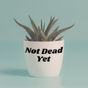 Op de afbeelding: Een witte keramische pot met de tekst "Not Dead Yet" in zwarte letters. Een groene succulent met stekelige bladeren groeit in de pot.