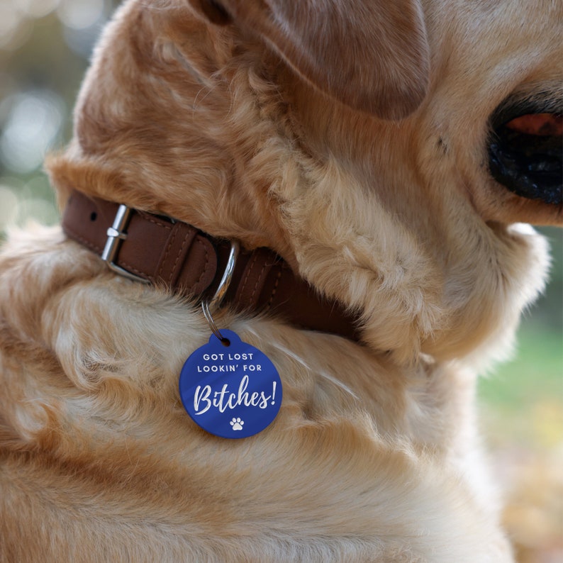 Puede incluir: Primer plano de un golden retriever con un collar de cuero marr&oacute;n con hebilla plateada. Una etiqueta circular azul para mascotas est&aacute; adjunta, con el texto "GOT LOST LOOKIN' FOR BITCHES!" en blanco y una huella de pata.