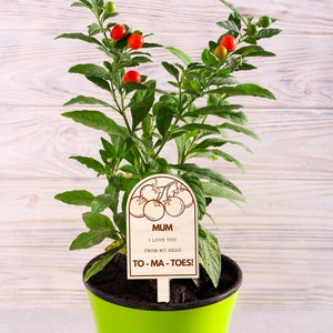 May include: A wooden plant marker with a brown heart shape and the text "MUM I LOVE YOU FROM MY HEAD TO-MA-TOES!"  The marker is in a green pot with a small plant with red berries.