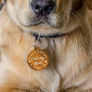 Puede incluir: Una chapa redonda y naranja para mascotas con el texto "She's having a Menty B Call my Mum" en blanco. La chapa est&aacute; sujeta a un collar negro en un golden retriever. El pelaje del perro es de color dorado claro.