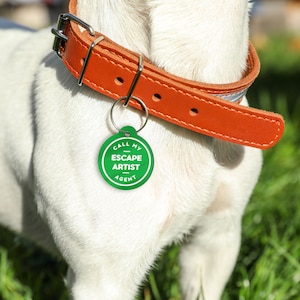 May include: A white dog wearing a brown leather collar with a green round tag that says "Call My Escape Artist Agent".
