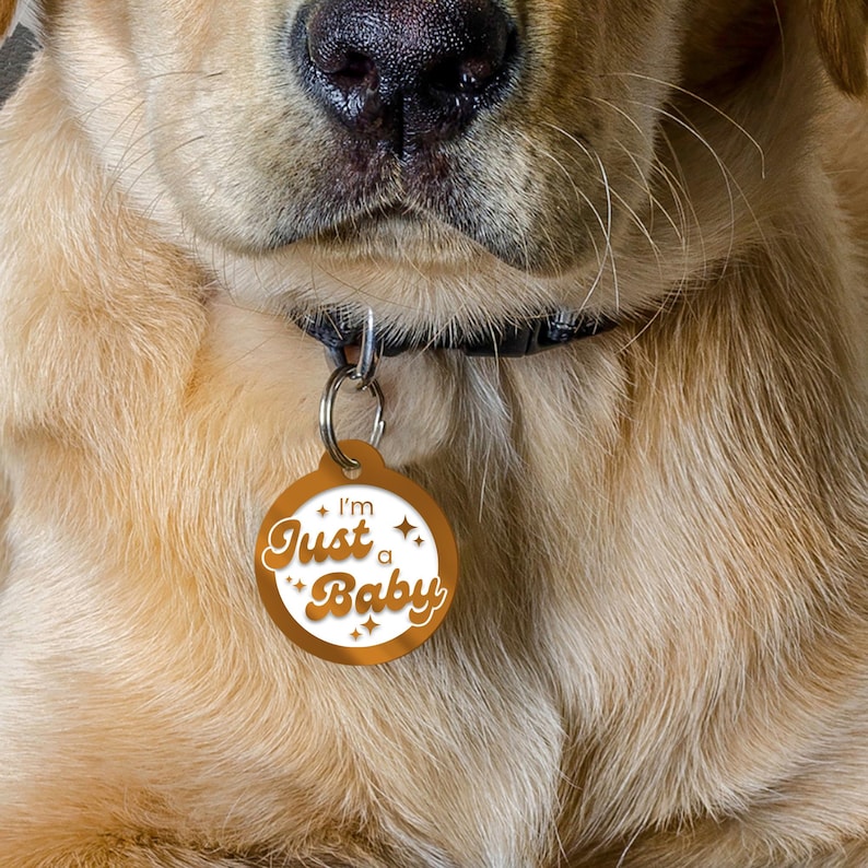 May include: A gold dog tag with white text that reads "I'm Just a Baby" with a retro font and stars. The tag is attached to a black dog collar.