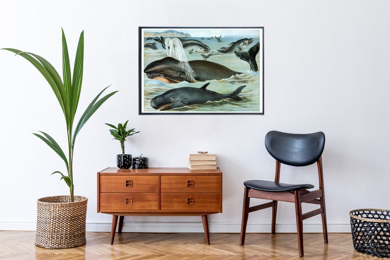 Wall Art Botanical Print Mammals in Nature Wildlife Print Nature Poster Animal Poster Vintage Print Wildlife Poster Whales