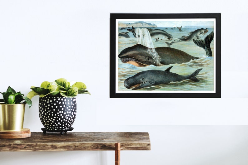 Wall Art Botanical Print Mammals in Nature Wildlife Print Nature Poster Animal Poster Vintage Print Wildlife Poster Whales