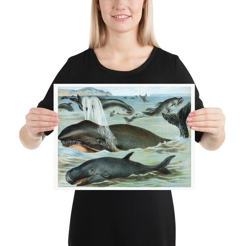 Wall Art Botanical Print Mammals in Nature Wildlife Print Nature Poster Animal Poster Vintage Print Wildlife Poster Whales