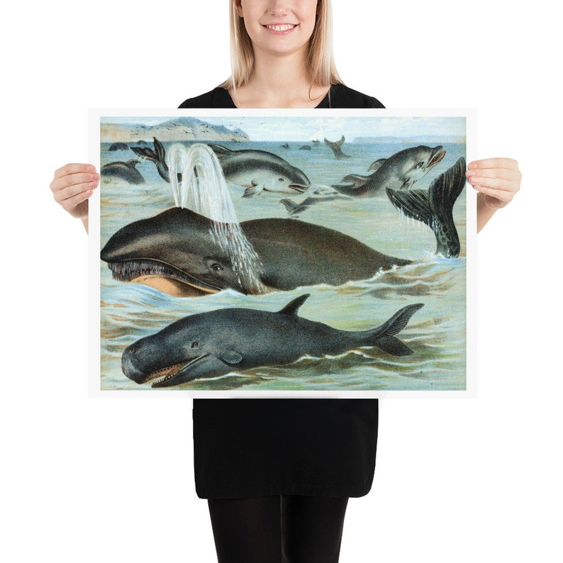 Wall Art Botanical Print Mammals in Nature Wildlife Print Nature Poster Animal Poster Vintage Print Wildlife Poster Whales