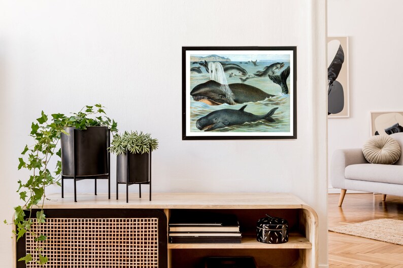 Wall Art Botanical Print Mammals in Nature Wildlife Print Nature Poster Animal Poster Vintage Print Wildlife Poster Whales