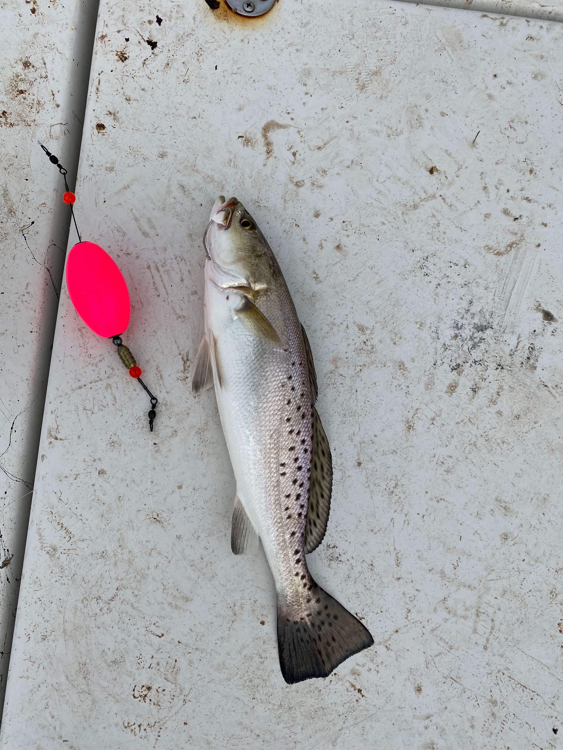 Popping Corks Set of 4 Redfish Trout Flounder Handmade Etsy