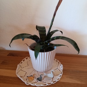 May include: A potted green and brown striped bromeliad plant with a white ceramic pot and a brown flower stalk. The plant is sitting on a white crocheted doily.