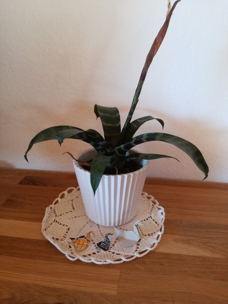 May include: A potted green and brown striped bromeliad plant with a white ceramic pot and a brown flower stalk. The plant is sitting on a white crocheted doily.