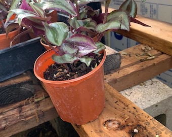 Tradescantia sillamontana 3 pot Chain Plant fairy garden xeric succulent plant Wandering Jew small purple succulent