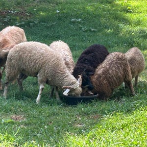 May include: A group of sheep grazing in a grassy field. The sheep have varying colors of wool, including white, brown, and black. They are gathered around a dark bowl, likely eating. The scene is set outdoors on a sunny day.
