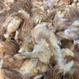 Helle Farbe Navajo Churro raw Fleece. 4lbs. SE2SE