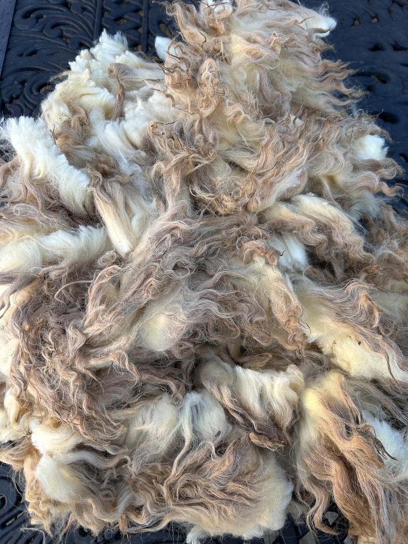 Wool Unprocessed Navajo Churro Raw Wool. .94lb. for Authentic Woven Rugs, Blankets and ...