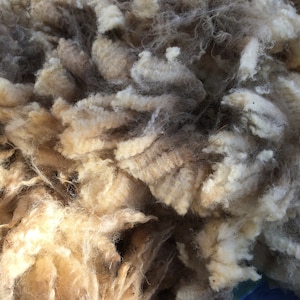 Gerippter Navajo Churro Fleece. 1 Pfund, SE2SE