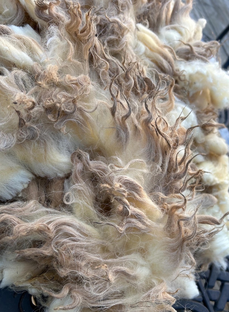 Wool Unprocessed Navajo Churro Raw Wool. .94lb. for Authentic Woven Rugs, Blankets and ...