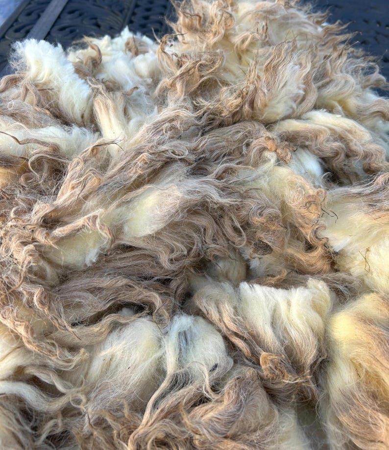Wool Unprocessed Navajo Churro Raw Wool. .94lb. for Authentic Woven Rugs, Blankets and ...