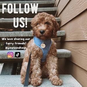May include: A fluffy brown puppy wearing a blue fabric harness and a round metal identification tag engraved with the name Willow. The image includes the text FOLLOW US! We love sharing our furry friends! @pawsandtags with social media icons.
