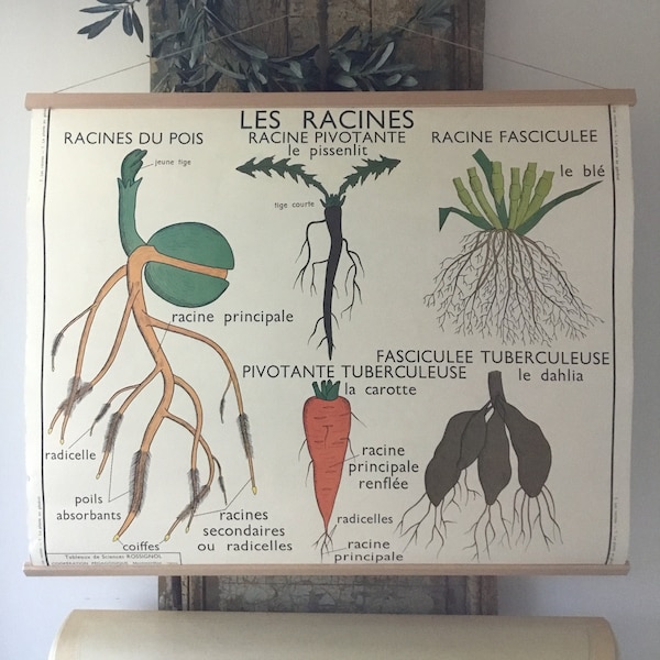 Affiche scolaire originale de FRANÇAIS par Rossignol, tableau scientifique, plantes et espaces verts, décoration murale de maison, affiche murale, décoration de bureau
