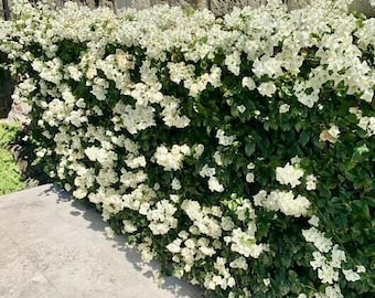 6X White Bougainvillea Rooted Starter Plants / Plugs 10-12" Tall