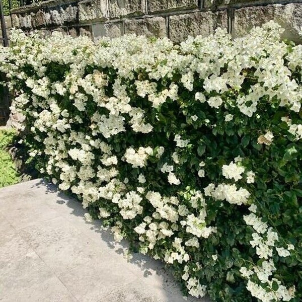 6X White Bougainvillea Rooted Starter Plants / Plugs 10-12" Tall