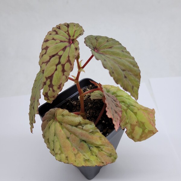 Begonia chlorosticta (green)