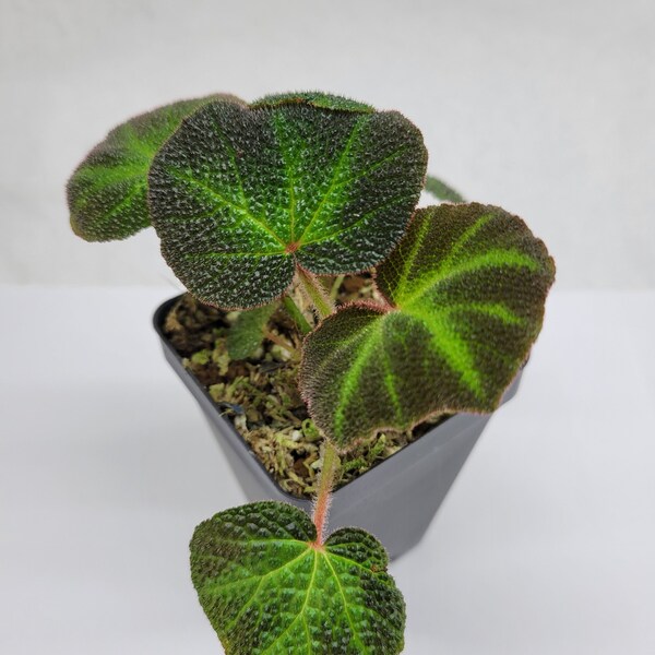 Begonia solimutata