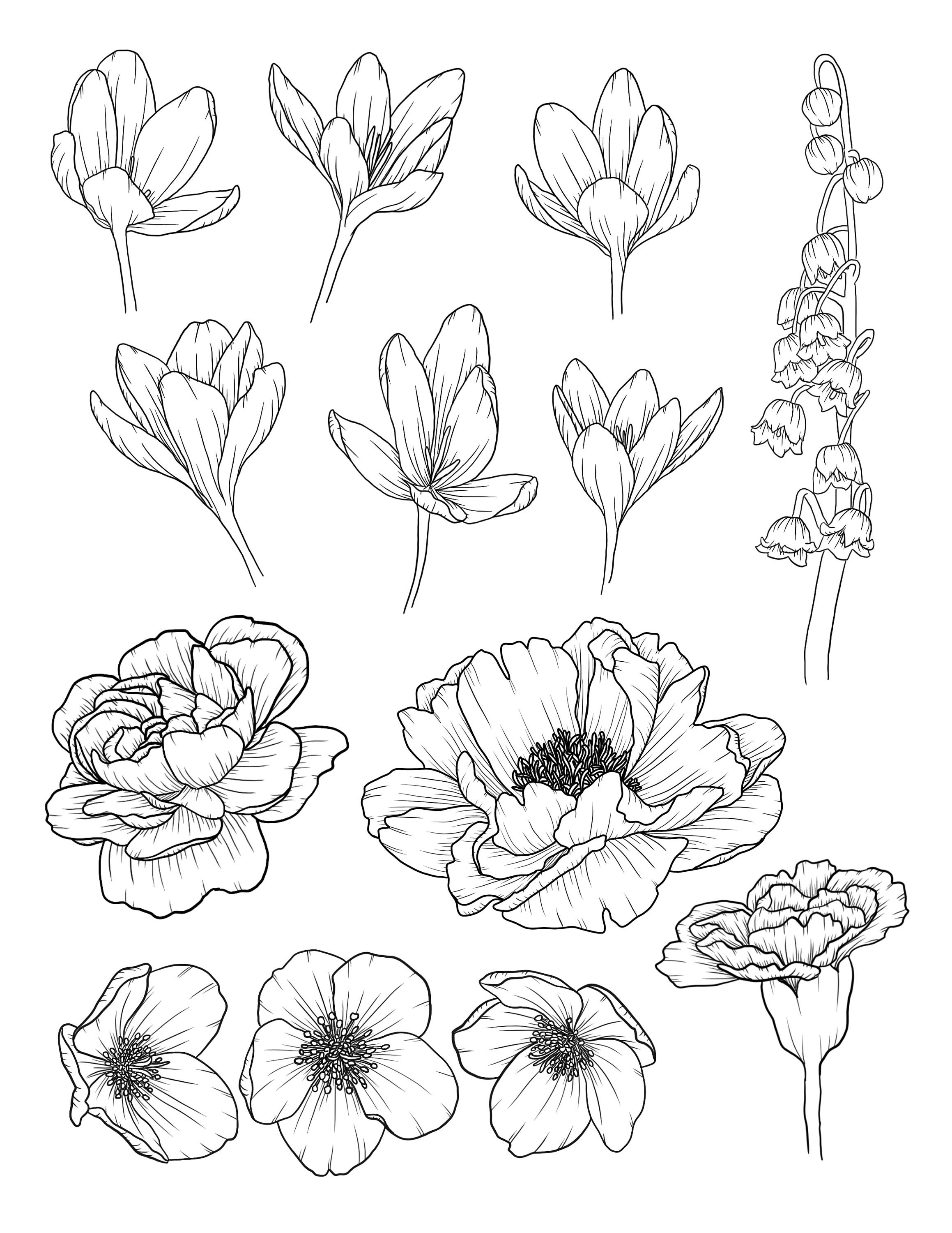 How To Draw FLOWERS Adult Tracing Book: Beginner Drawing Books - (Trace  Along): Stress Relieving Flower Designs (Trace Along) - Step-by-Step Drawing  Projects (Beginner Drawing Books) : Nova, Flower-Designs: : Books