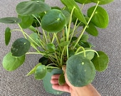 Pilea Peperomioides - Chinese Money Plant - Pancake - UFO - Pepperoni - Plant - in 6 inches pot