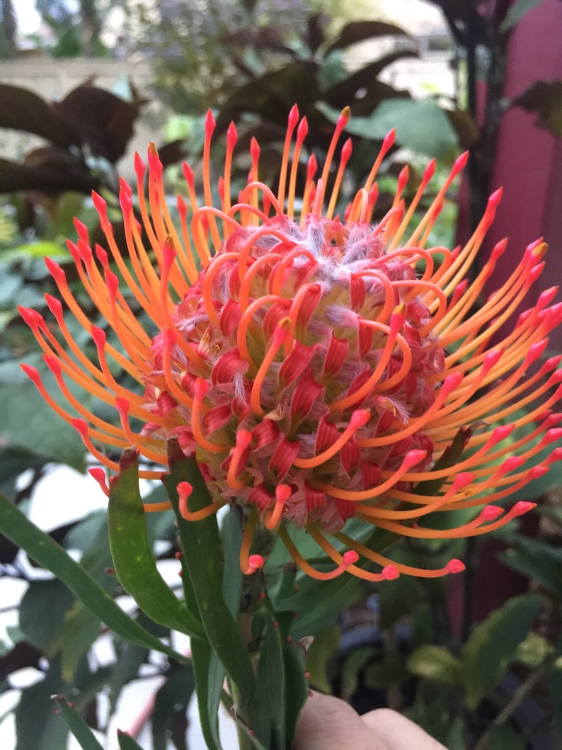 ONE Leucospermum Tango Pincushion 1gal potted plant Protea Etsy