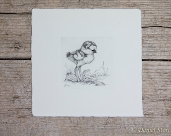 Original copper engraving of a young river plover