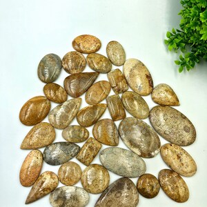 100% Natural Premium Calidad Lisa Coral Cabujón Fósil. Artículo único, el mejor para hacer envoltura de alambre hecha a mano de joyas.