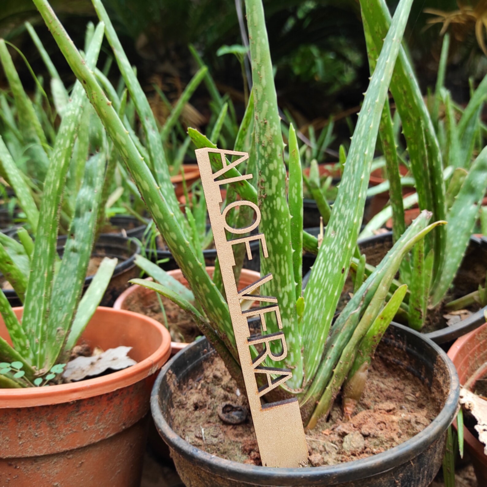 Plant Markers for Plants Plant Name Tags Planters Name Etsy