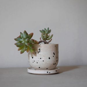 May include: A small, speckled ceramic planter with a succulent plant. The off-white pot has black speckles and a matching saucer. The succulent has green and reddish-brown leaves. The pot is on a grey surface.