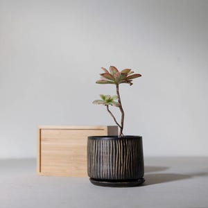 Op de afbeelding: Een kleine vetplant in een zwarte keramische pot met verticale, getextureerde lijnen. De plant heeft groene en roodbruine bladeren. Achter de pot staat een kleine houten kist.