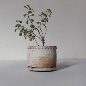 Puede incluir: Una pequeña maceta redonda de cerámica con un acabado moteado en blanco y marrón claro. La maceta contiene una pequeña planta verde con múltiples tallos y hojas. La maceta se asienta sobre un platillo a juego.