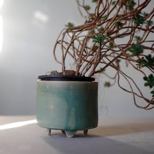 Op de afbeelding: Een kleine, cilindrische, turquoise keramische plantenpot met drie kleine pootjes. De pot bevat een vetplant met bruine, gedraaide stelen en kleine groene bladeren. De stelen steken boven de rand van de pot uit.
