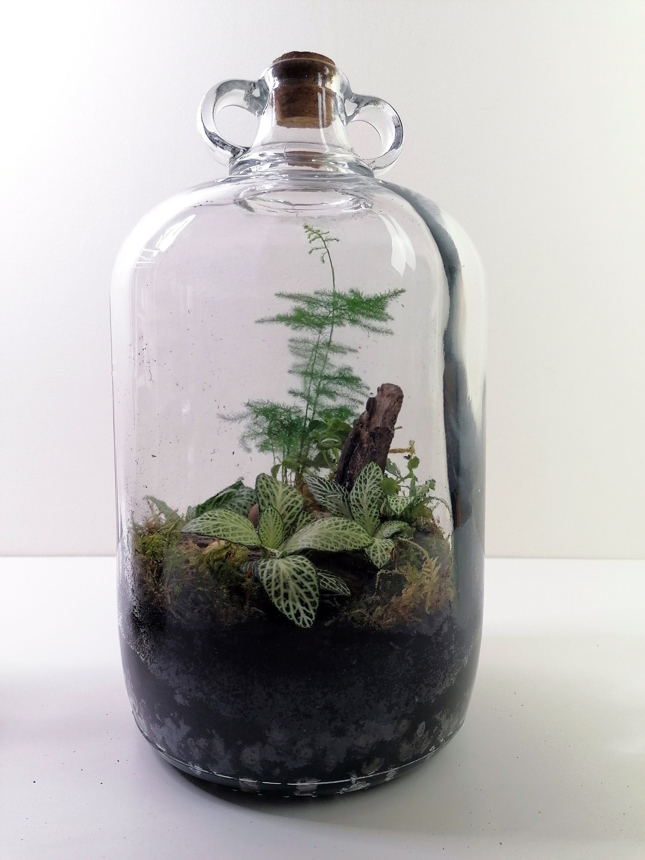 Gift Idea Terrarium Kit With Cork Lid & Plants Moss Home - Etsy UK