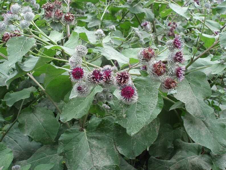 Arctium Lappa l