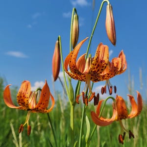 Könnte beinhalten: Nahaufnahme von leuchtend orangefarbenen Tigerlilien, übersät mit dunklen Flecken. Die Blüten stehen in voller Blüte, einige Knospen sind noch geschlossen. Grüne Stängel und Blätter heben sich vor einem klaren blauen Himmel ab und erzeugen eine lebendige Naturszene.