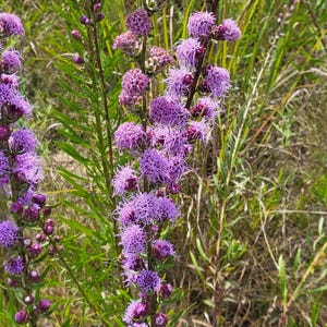 May include: Close-up of purple blazing star flowers in a field. The flowers are a vibrant purple color and have a fluffy, textured appearance. The image is taken in natural light, with green foliage in the background.