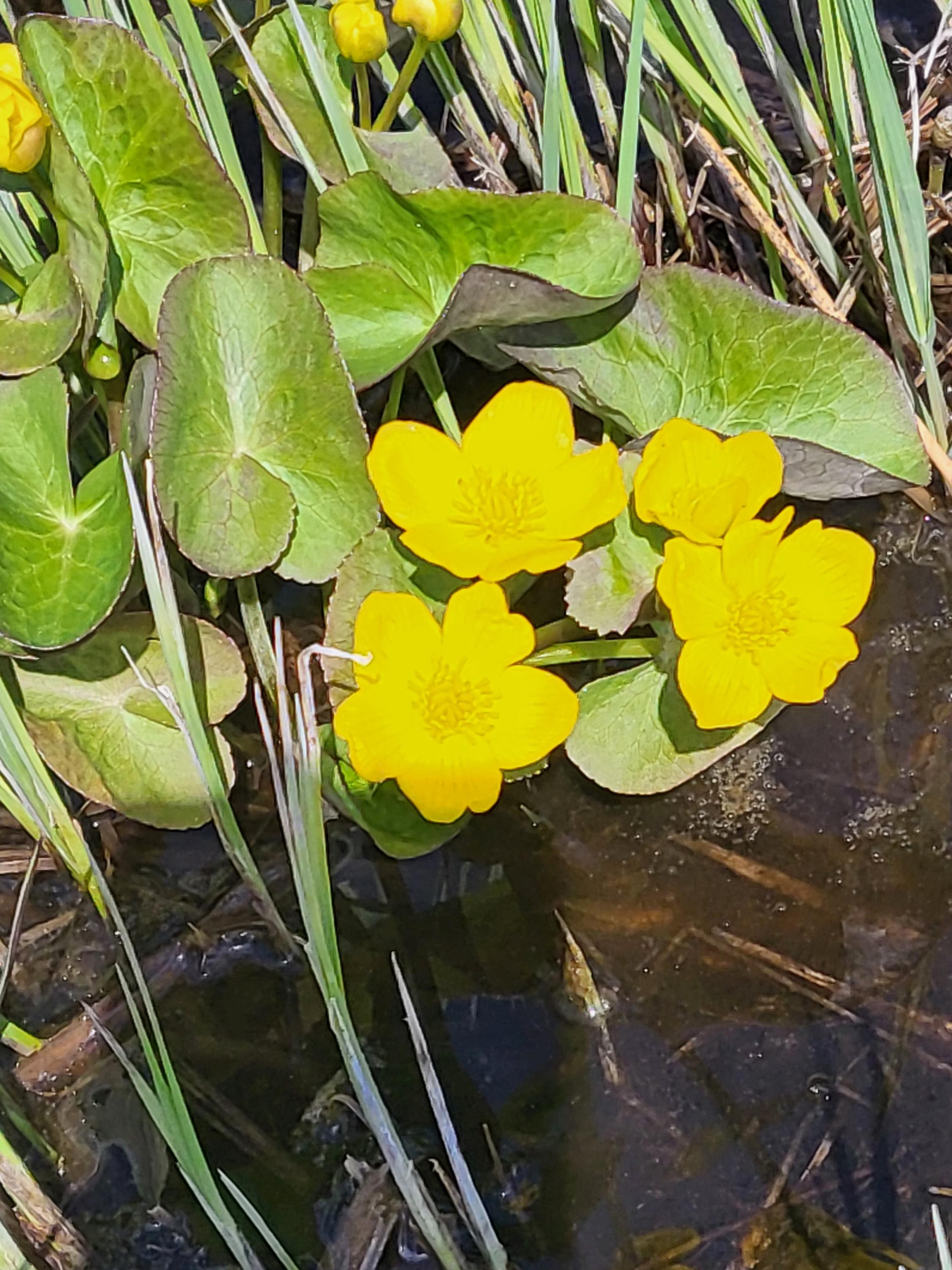 thumbnail interactive-video image 1 of 50 Marsh Marigold Seeds - Caltha Palustris For Planting, Perennial Open Pollinated 1 of 5