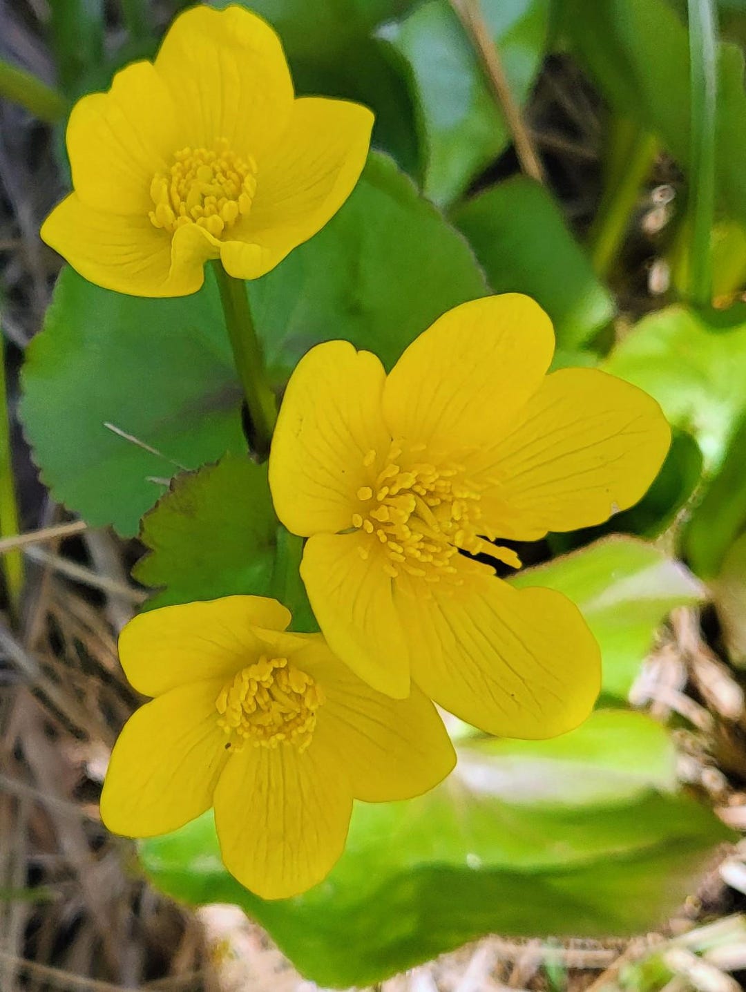 50 CZ Grain Marsh Marigold Seeds (Caltha Palustris) – Open-Pollinated Perennial For Ponds & Gardens