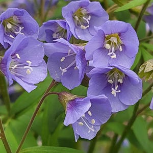 May include: Close-up of a cluster of blue flowers with white stamens. The petals are a soft periwinkle hue, and the flowers are in full bloom. Green leaves and stems provide a contrasting backdrop. The image showcases the delicate beauty of nature.
