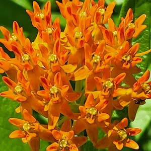 May include: Close-up of a cluster of vibrant orange flowers with star-shaped petals and small yellow centers. The flowers are set against a backdrop of green leaves, creating a striking contrast. The image captures the natural beauty of the plant.