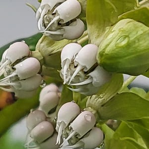 Poke Milkweed (Asclepias exaltata) 25 seeds