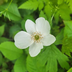 Kanada-Anemone (Anemone canadensis), 200 Samen